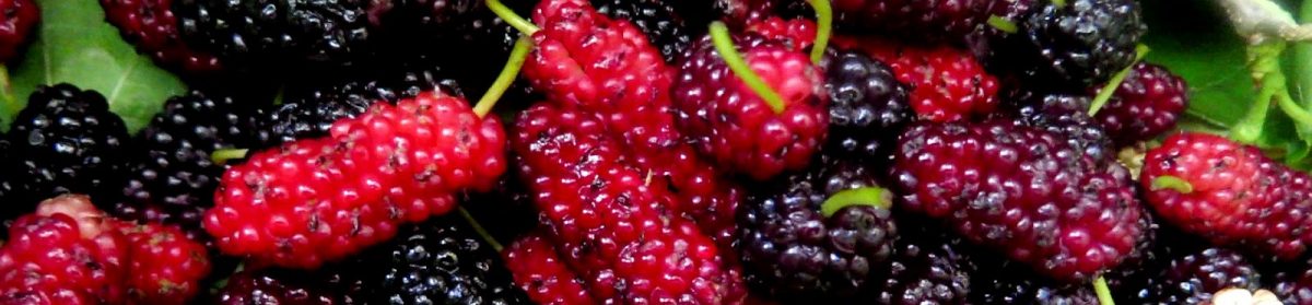 hedging oc philosophy by atalay oral